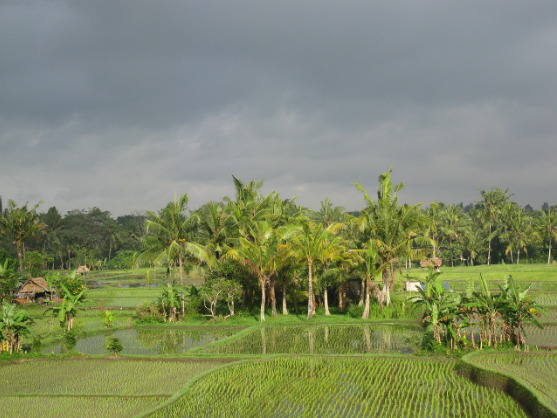 rice farmer